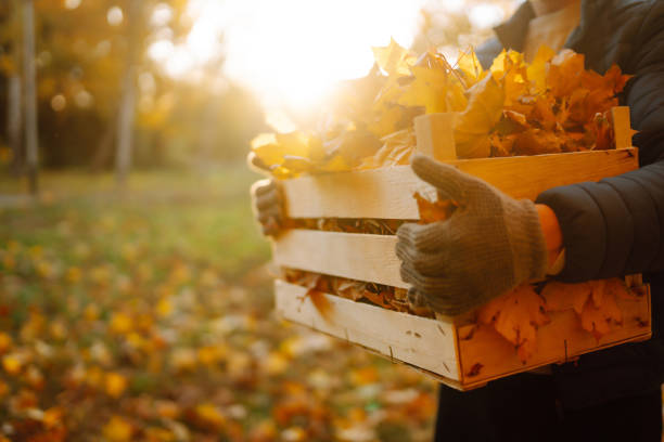 Close-up of male hands in gloves collecting fallen leaves and putting them in a special box. Volunteering, ecology or nature concept.