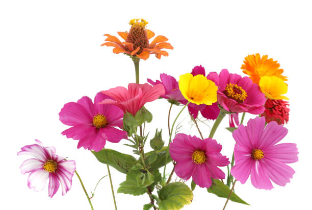 istock Colorful garden flowers isolated on white background. 1688609126