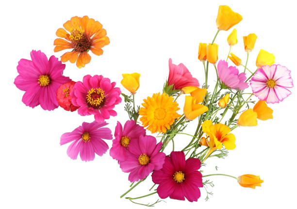 istock Colorful garden flowers isolated on white background. 1688610282