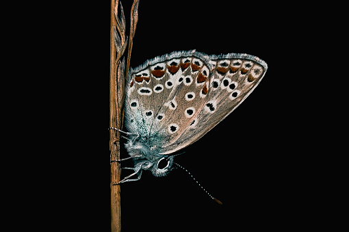 Common blue (Polyommatus icarus) butterfly on black background