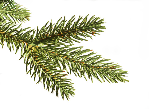 a fir branch isolated on white
