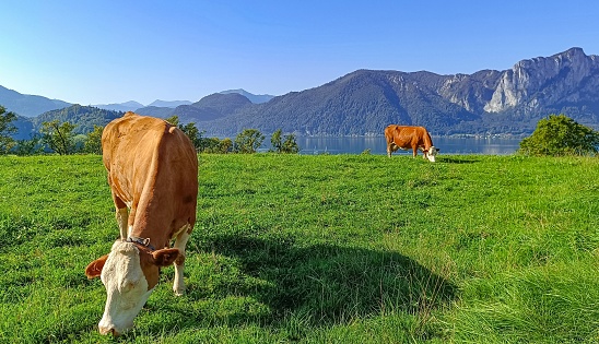 Grazing cows at Lake Achensee in Austria