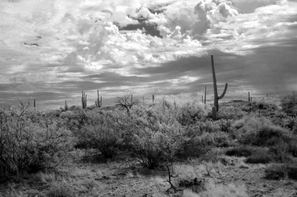 istock Storm clouds forming Sonora Desert Arizona in Infrared 1688645651
