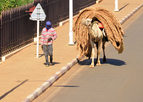 Niamey, Niger: the desert in the capital, a Tuareg man in blue turban walks his camel loaded with reed mats along a downtown avenue - Dark-skinned Tuaregs are known as 'eklan' in Tamasheq, or 'bella' in Songhay.