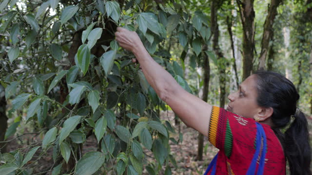 Indian woman collecting a fresh pepper on a plantation, Southern India