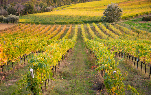 Colorful vineyard in fall, agriculture and farming
