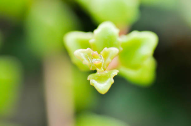 istock Miniature Peperomia or Pilea depressa and dew drop 1688678083