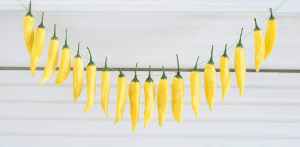 istock Hot Lemon Drop Peppers Strung up to Dry 1688678390