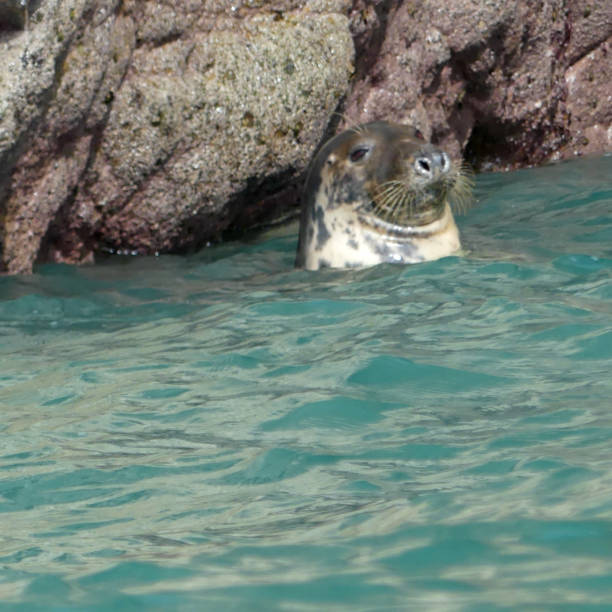Female grey seal off Ramsay Island, Pembrokeshire