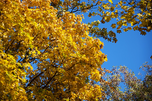 Tree branches with bright yellow leaves against clear blue sky. Bright yellow maple leaves on sunny September day. Beautiful bright colors of autumn. Selective focus