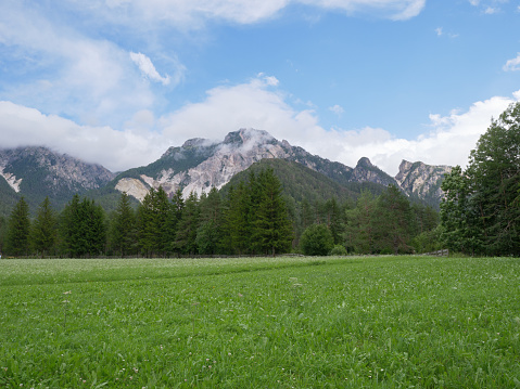 Green Meadows, Fir Trees and Italian Alps Mountains in the Background on a Summer Day - San Vigilio Marebbe, Italy.