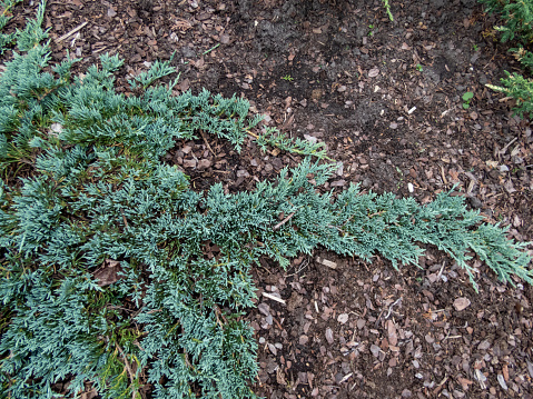 Creeping juniper (Juniperus horizontalis) 'Icee Blue' or 'Monber' with silver blue foliage spreading on the ground
