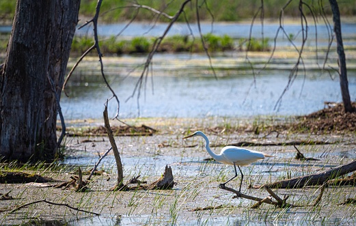 A majestic great egret perched atop a murky swamp, illuminated by the natural light of the sun