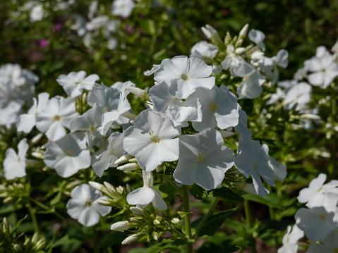 Close-up shot of the Garden Phlox (Phlox paniculata) 'Schneeferner' flowering with pure white flowers