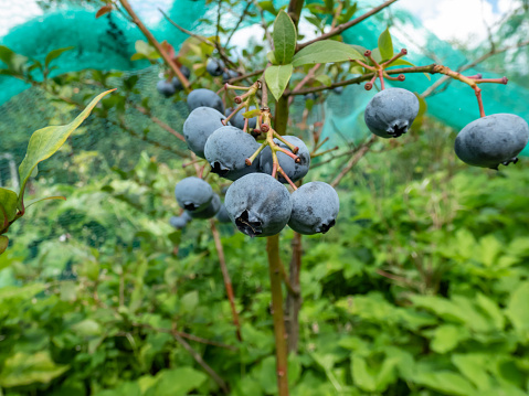 Close-up shot of big, ripe cultivated blueberries or highbush blueberries growing on branches of blueberry bush surrounded with green leaves in the garden