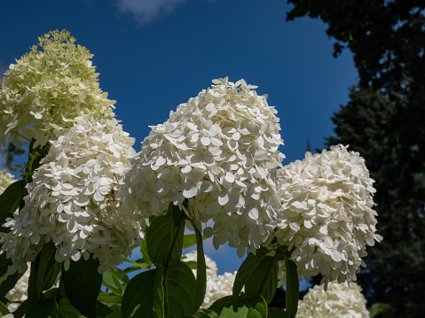 Hydrangea paniculata 'Phantom' flowering with dense conical flowers, opening creamy white with some lime green flushing in midsummer in a park