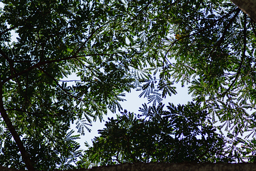 silhouettes of branches and leaves of tall trees within  forest are contrasted against backdrop of bright blue sky. background features many silhouettes of leaves against sky with space for text.