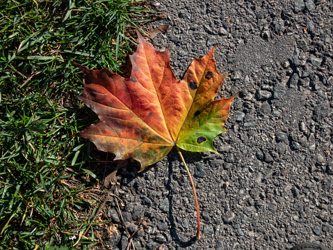 Close-up shot of big maple leaf on the ground in autumn. Maple leaf changing colours from green to yellow, orange and brown