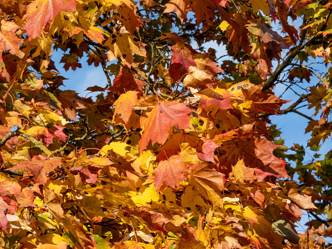 View of branches of big maple tree full with leaves changing colours from green to yellow, orange and red in autumn in sunlight