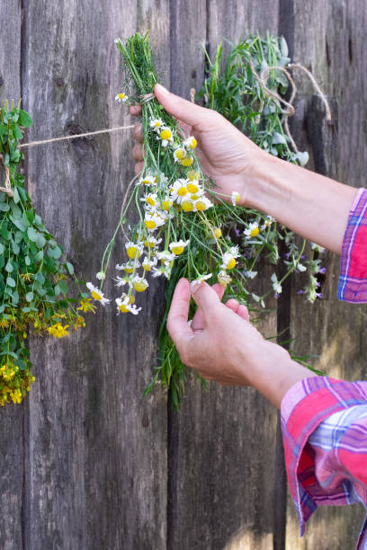 istock Person holding a bunch of chamomile 1688707596