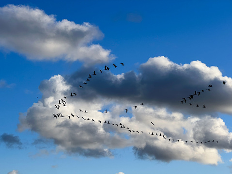 Wide view of a flock of geese flying in a V-shape formation in the sky.