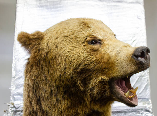 istock Bear dummy. Brown bear stuffed. Figure of a bear. 1688735182