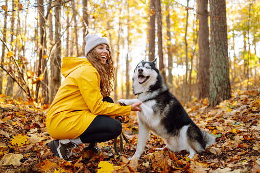 Happy woman with her husky dog walks in the autumn forest. A cheerful pet spends time with its owner outdoors. Concept of relaxation, fun.