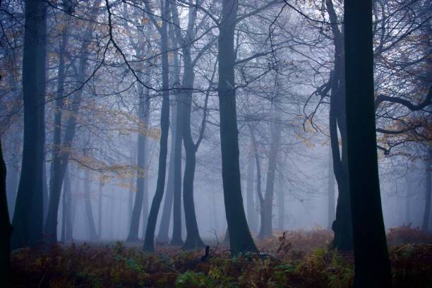 istock Misty woodland walks 1688751759