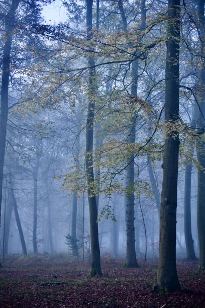 istock Foggy woodland walks 1688752323