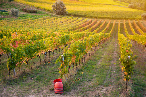 Vineyard in autumn in harvest season, agriculture and farming