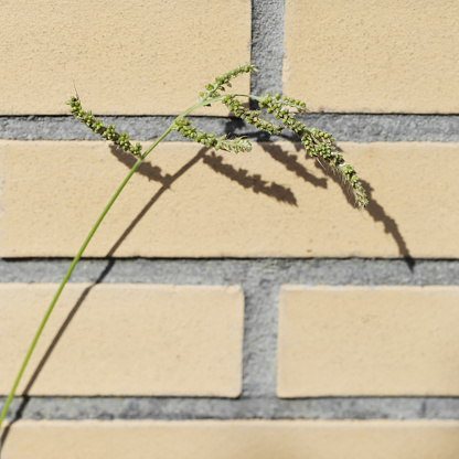 Cockspur Grass (Echinochloa crus-galli) on a Yellow Wall