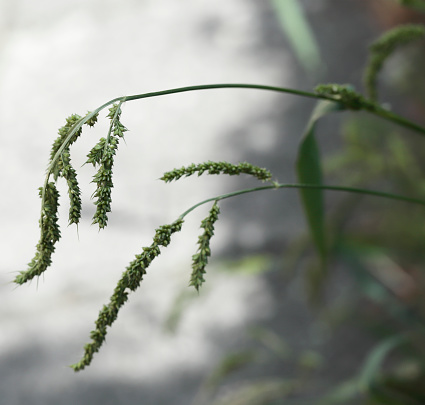 Cockspur Grass (Echinochloa crus-galli)