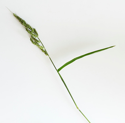 Cockspur Grass (Echinochloa crus-galli) on White