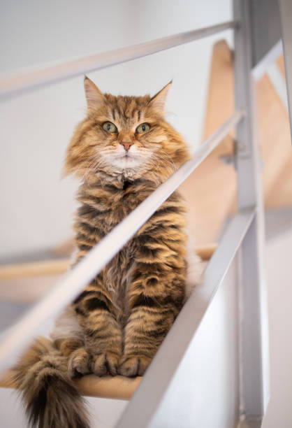 istock Siberian Cat Waiting in Modern Stairs 1688767109