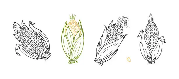 Vector illustration of Vector Vegetable Set of Corn Cobs. Corn Outline icons isolated on white background.