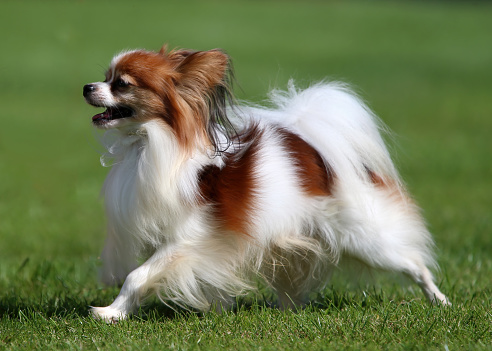 Sable and white Papillon puppy standing on grass