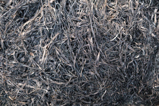 istock background of grass field that has been burnt to black ash and has black ash pattern on natural looking background with Copy Space for text. Black background of burnt grass with Copy Space 1688784874