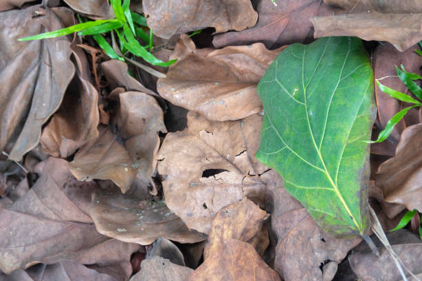 istock The fallen dry ketapang leaves 1688785277
