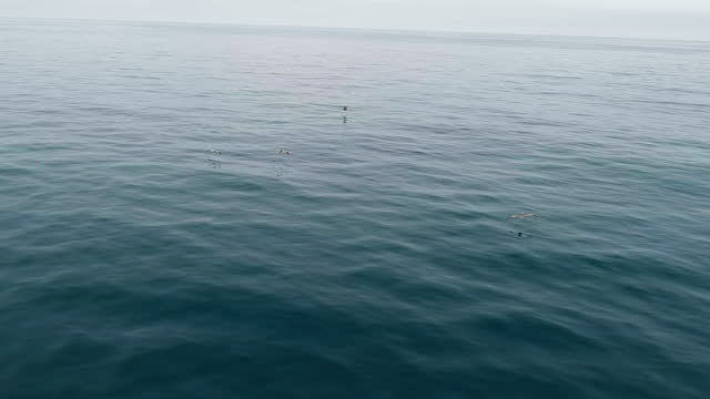 Brown Pelicans flying over calm ocean. Aerial, tracking. Big Sur