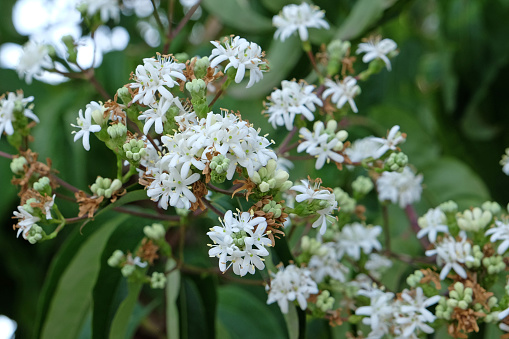 White Heptacodium miconioides, the seven son flower, in bloom.