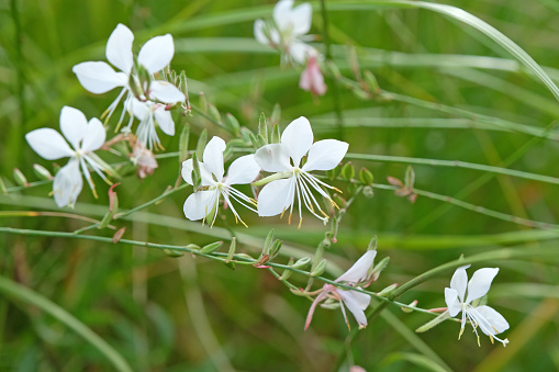 White Oenothera lindheimeri, commonly known as Lindheimer's beeblossom, white gaura, pink gaura, Lindheimer's clockweed, and Indian feather, is a species of Oenothera.