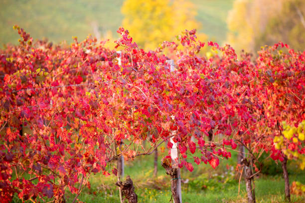 rangées de vignes avec des feuilles rouges et jaunes orange au coucher du soleil. vignes en automne . vignobles de lambrusco castelvetro, province de modène, émilie-romagne, italie. - lambrusco photos et images de collection