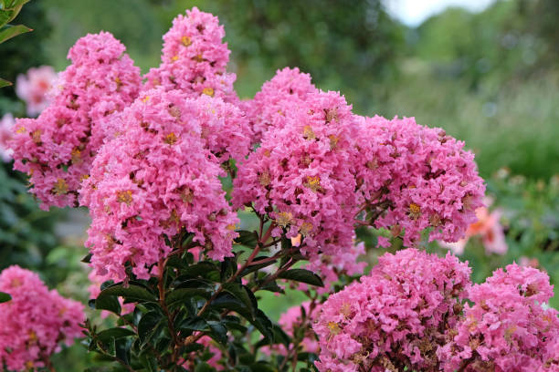 istock Pink Lagerstroemia, Crepe Myrtle, Sioux' in flower 1688801411