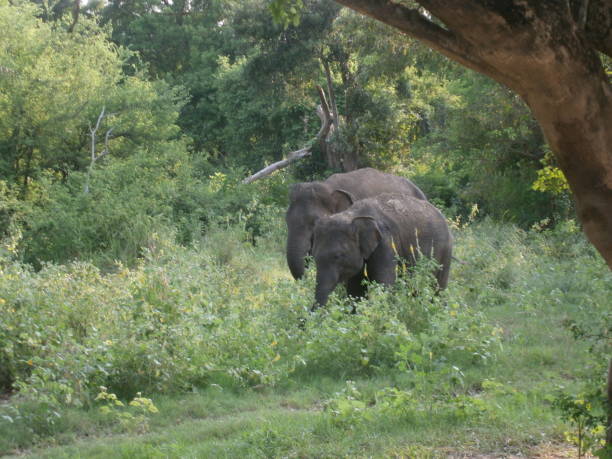 istock Two elephants in the jungle. 1688805615