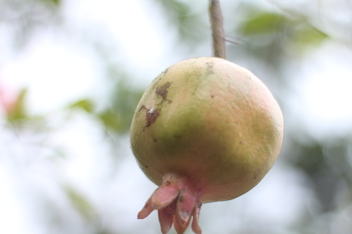 Buah delima, Pomegranate fruit between twigs and leaves, slightly orange green color,blur background.