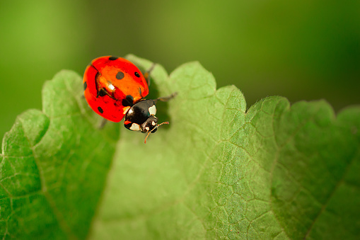 Red bug, also called Stainer, Firebug, or Pyrrhocoris apterus