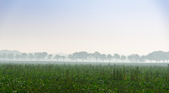 Misty morning light at a field with trees, Achterhoek, The Netherlands High angle view.