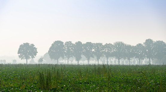Misty morning light at a field with trees, Achterhoek, The Netherlands High angle view.