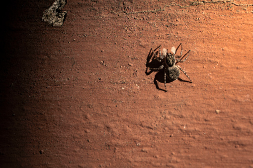 Lycosa tarantula with offspring on his abdomen