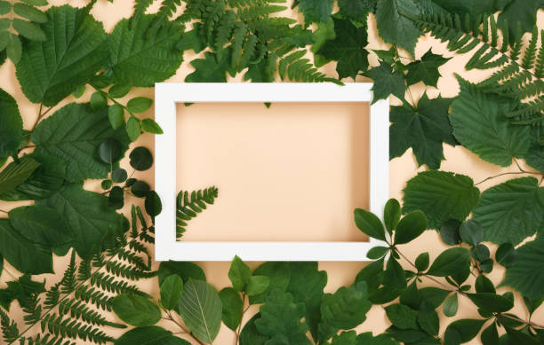 istock White wooden frame for your text in summer green tree leaves on beige back 1688824951